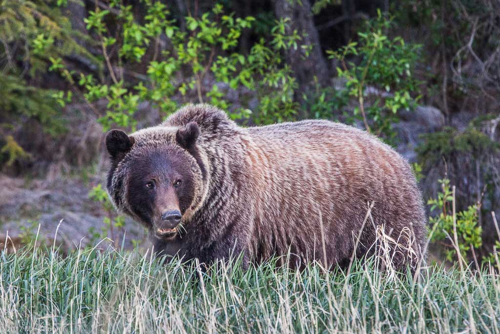 Grizzly, Jasper National Park