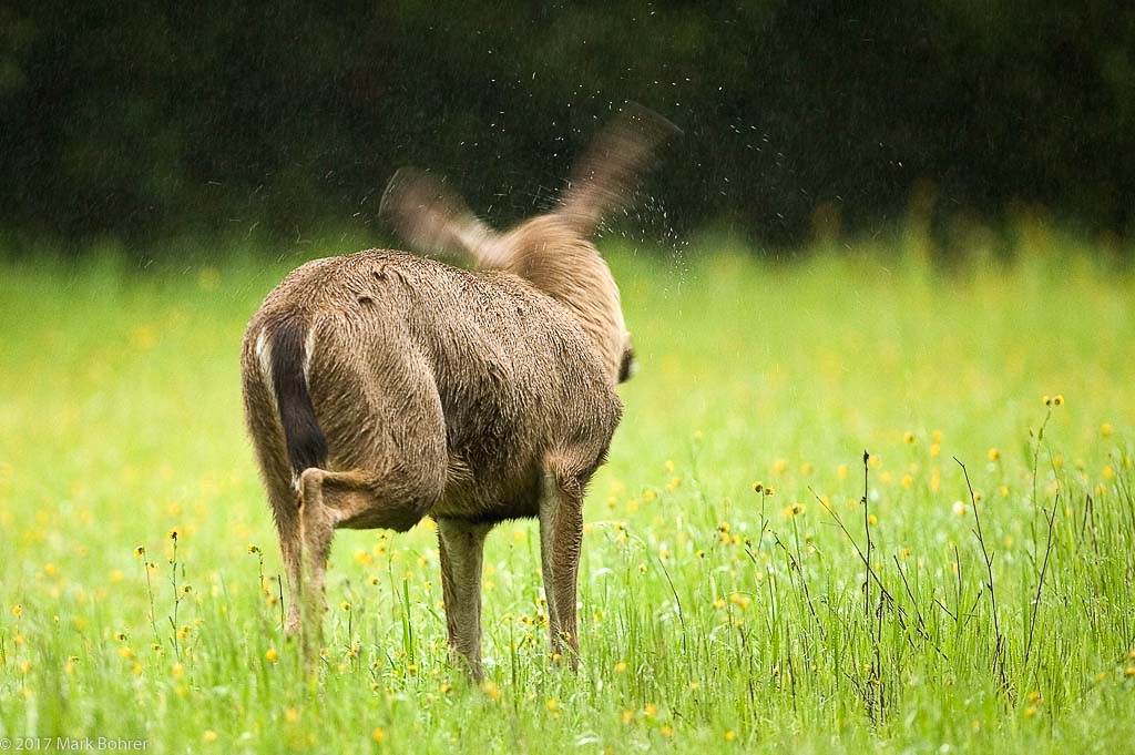 Shaking off the rain, Rancho San Antonio, California