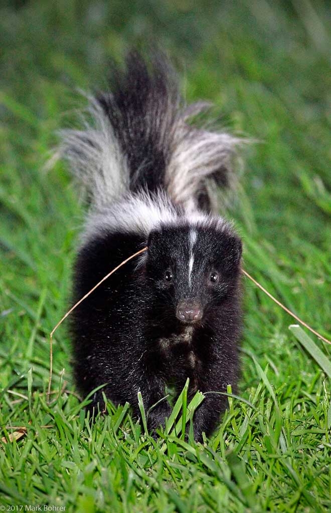 Flashed skunk surprise, Shoreline at Mountain View, California