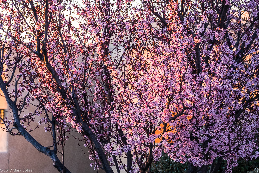 Blossoms and Branches, Albuquerque