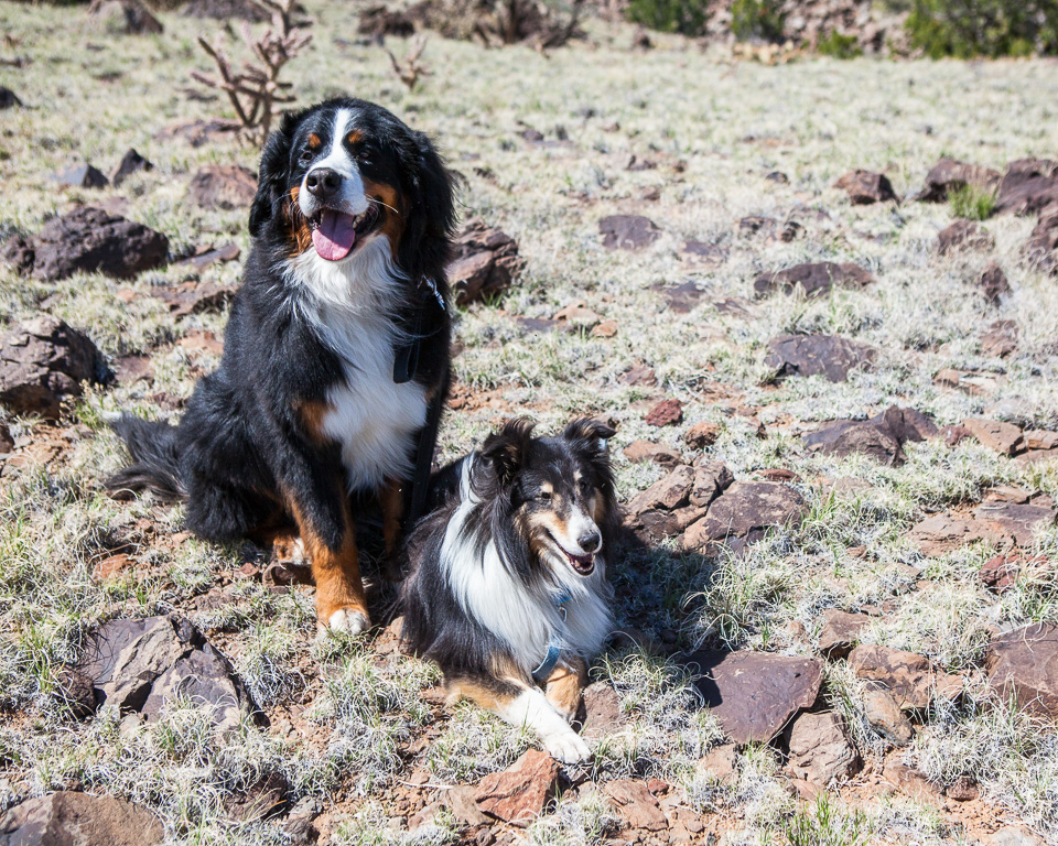 Daisy and Buzz at Cabezon Peak