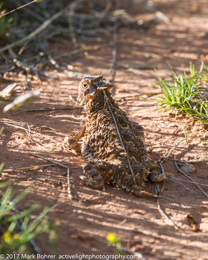 Texas horned lizard at Palo Duro Canyon