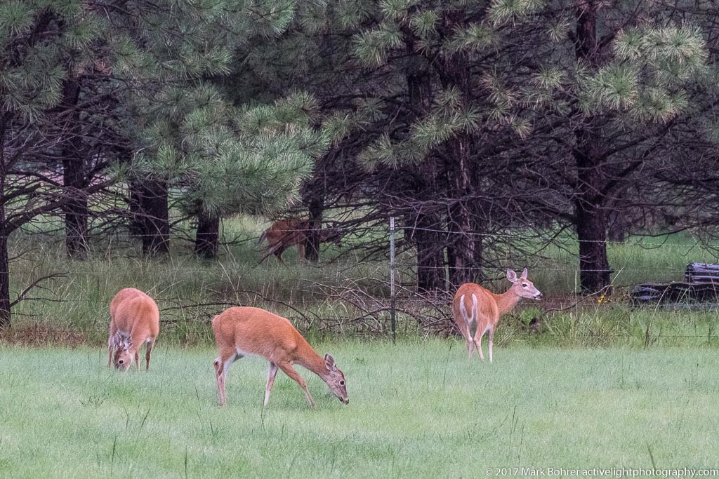 White-tailed deer, Sacramento Mountains, NM