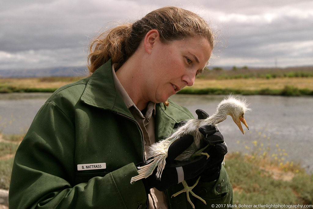 Ranger Bonnie Nattrass and rescued egret nestling, Palo Alto Baylands