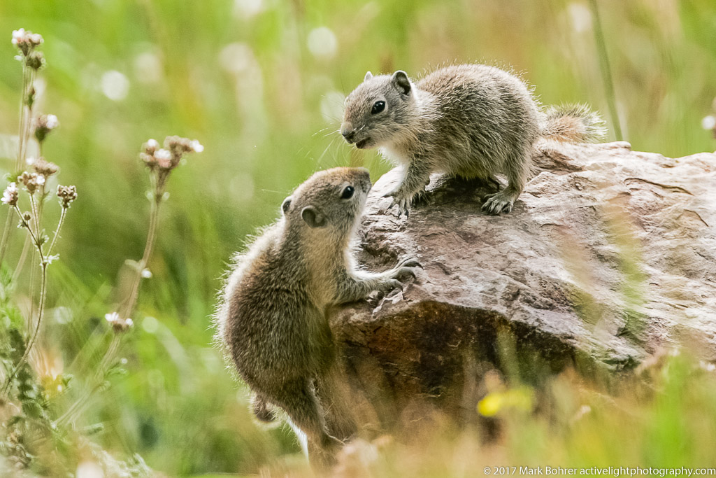 Belding's ground squirrels, Mono Pass trail, Yosemite National Park