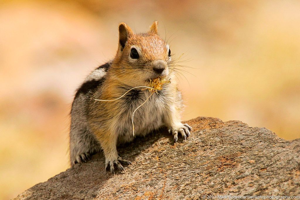 Golden-mantled ground squirrel, Mono Pass
Yosemite National Park, California