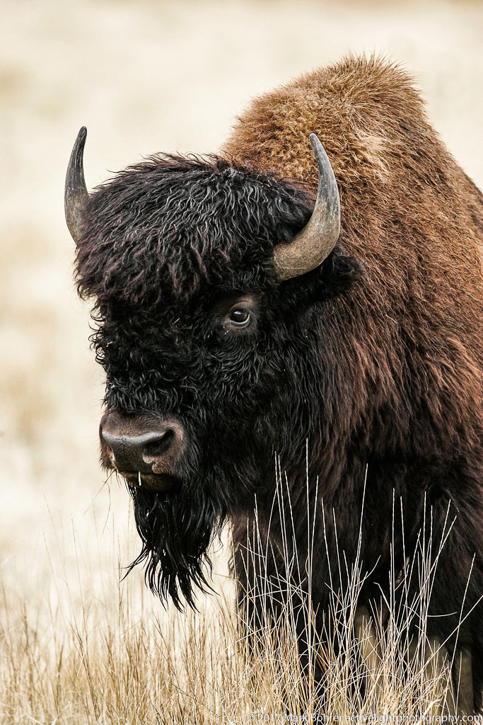 Bison portrait, Antelope Island, Great Salt Lake