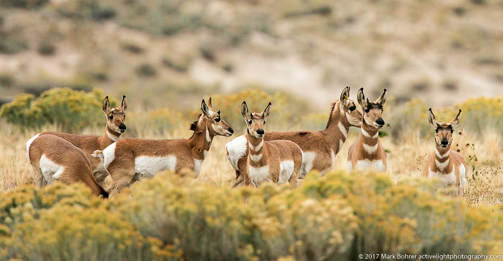 Pronghorn herd, Antelope Island, Great Salt Lake