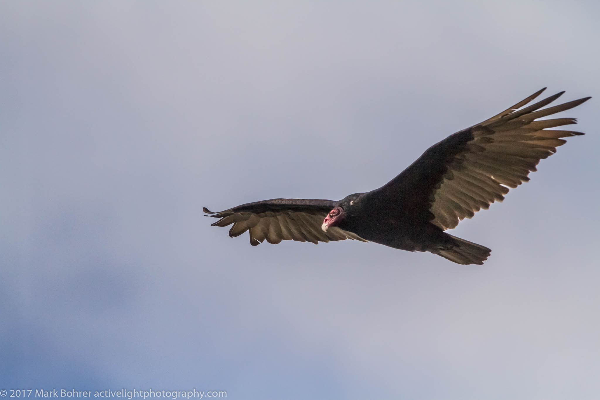 Turkey vulture closeup over Flaming Gorge Dam