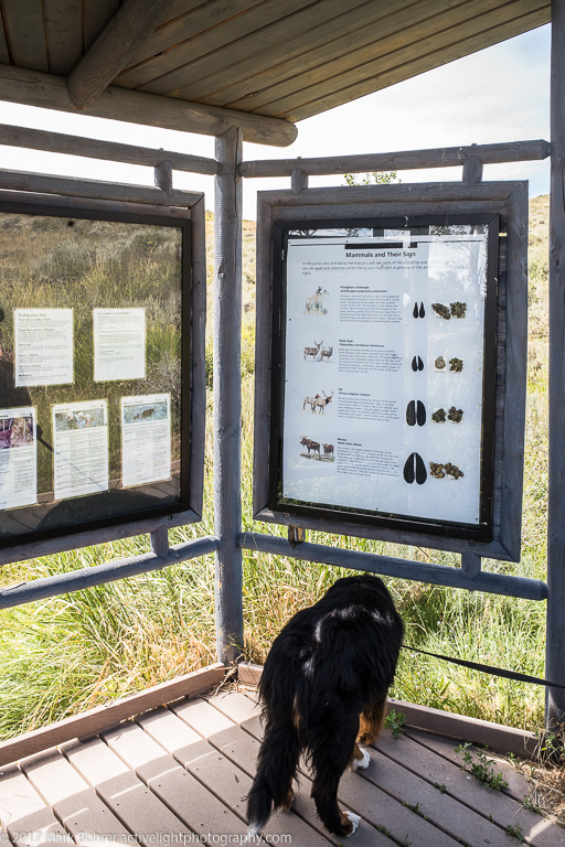 Daisy ignores the display, Fossil Butte gazebo