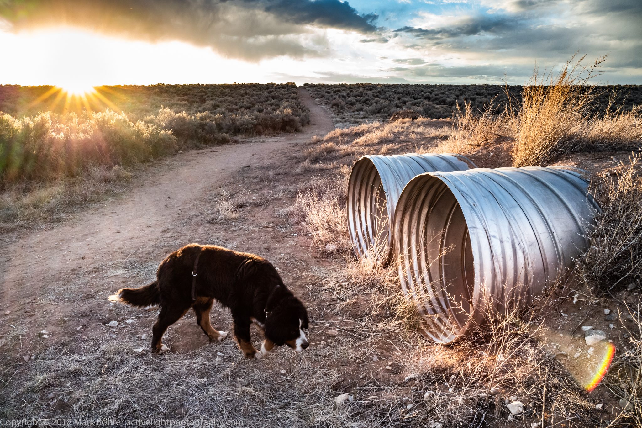 Daisy and big pipes, El Prado, New Mexico