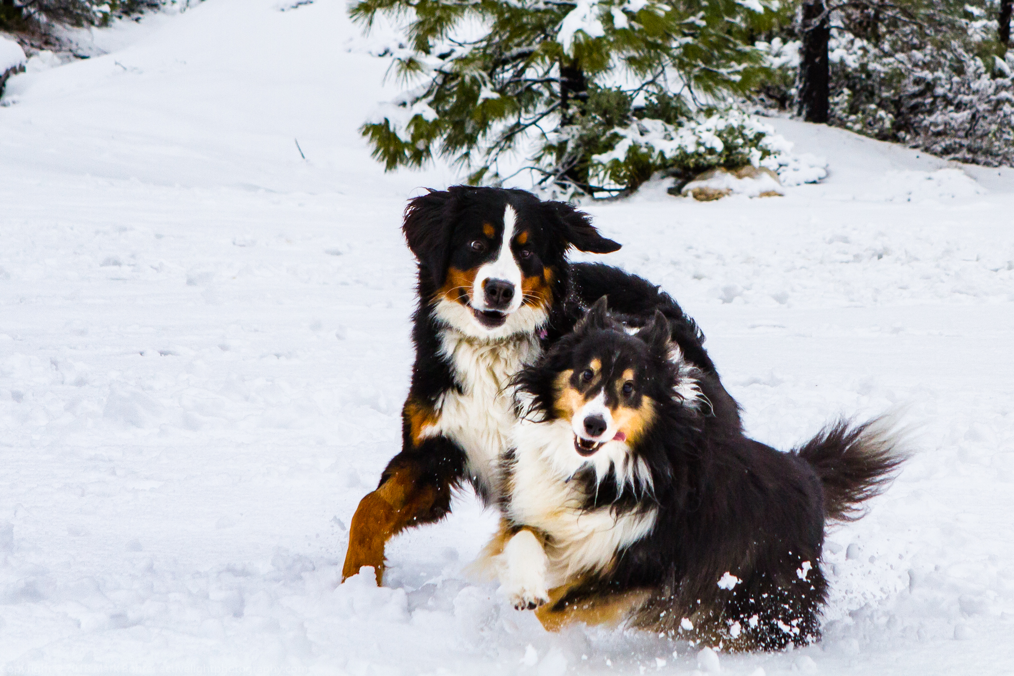 Fun in the snow near Washington, CA