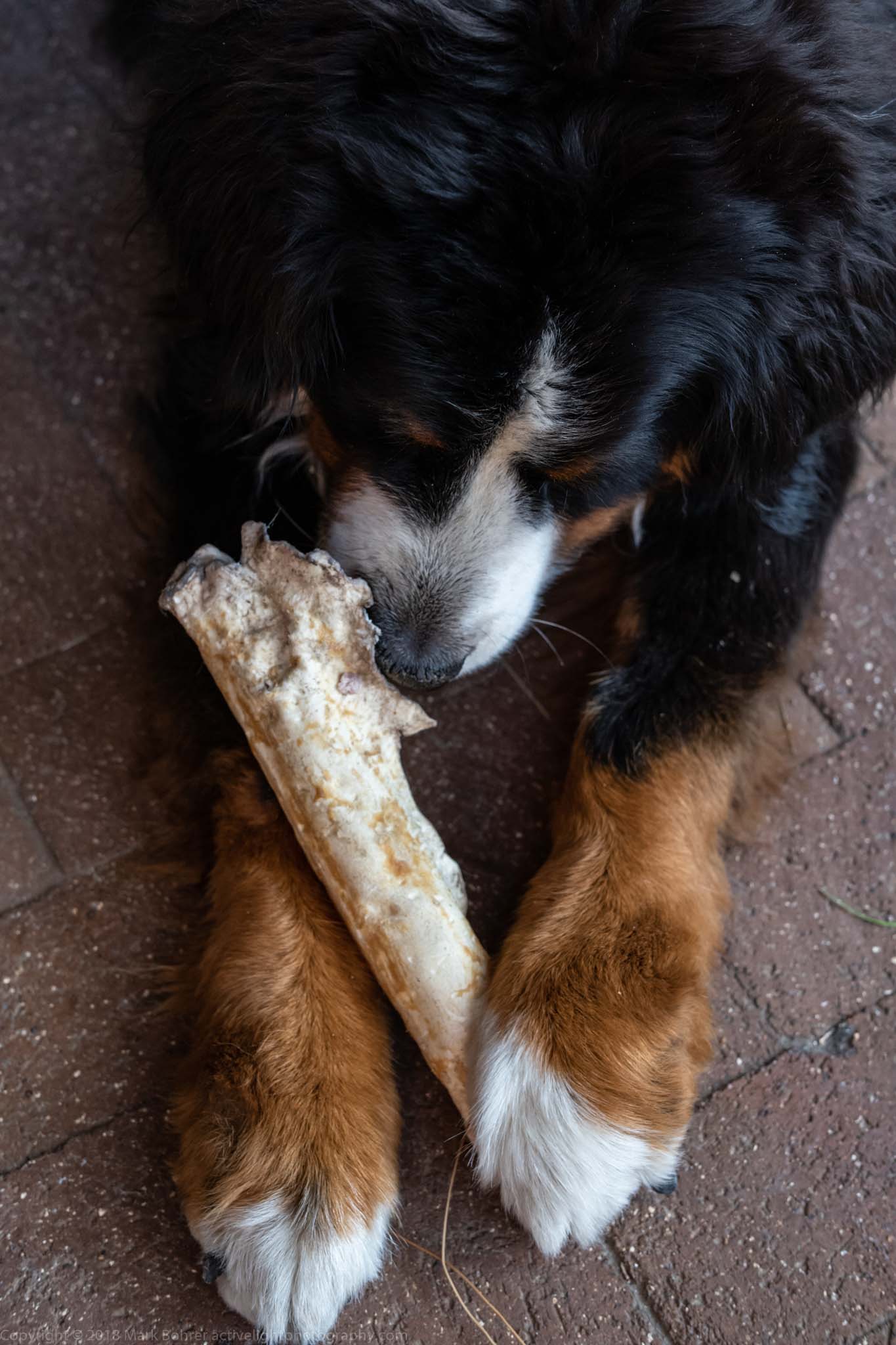 Enjoying a chew