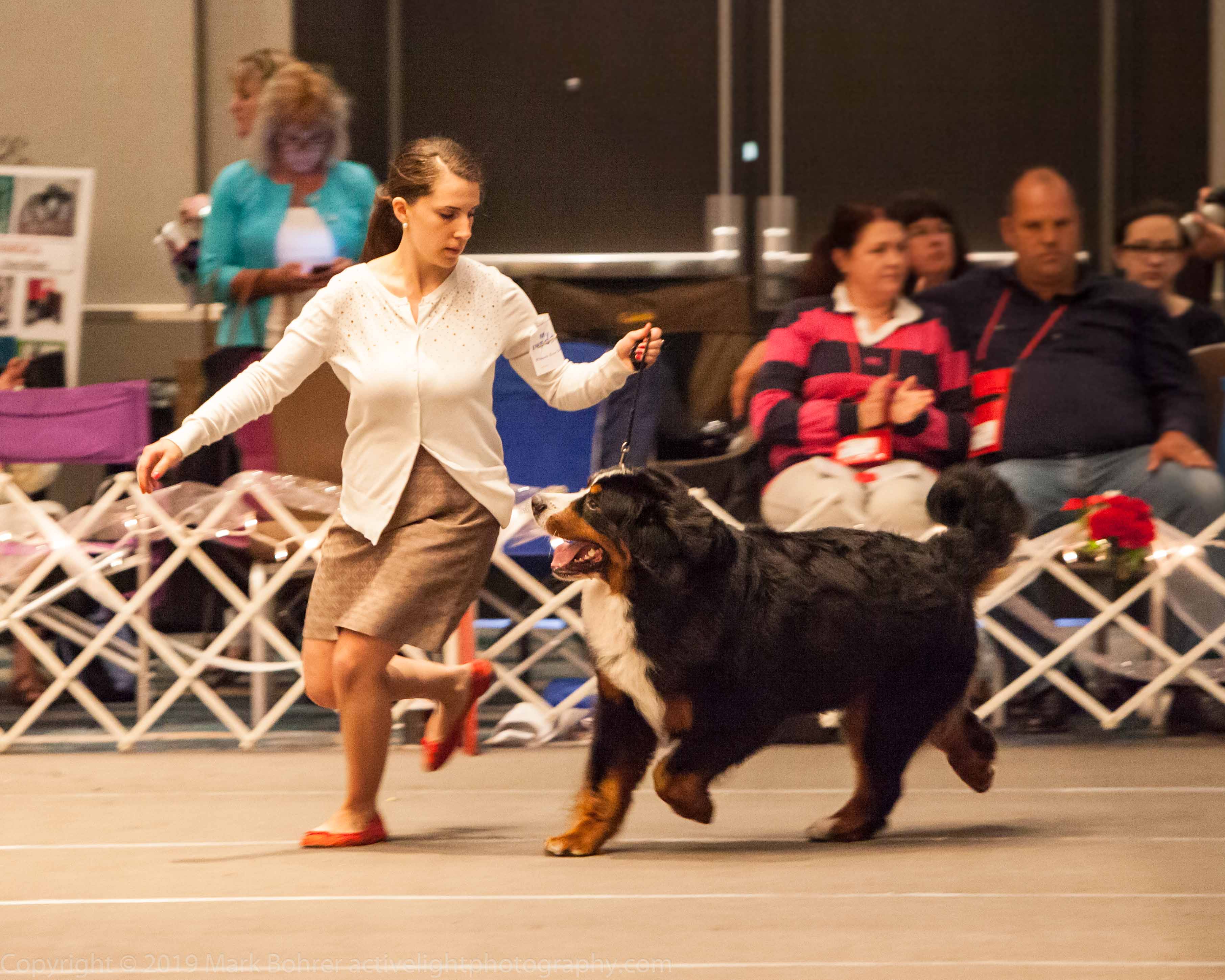 Around the ring at the BMDCA National Specialty