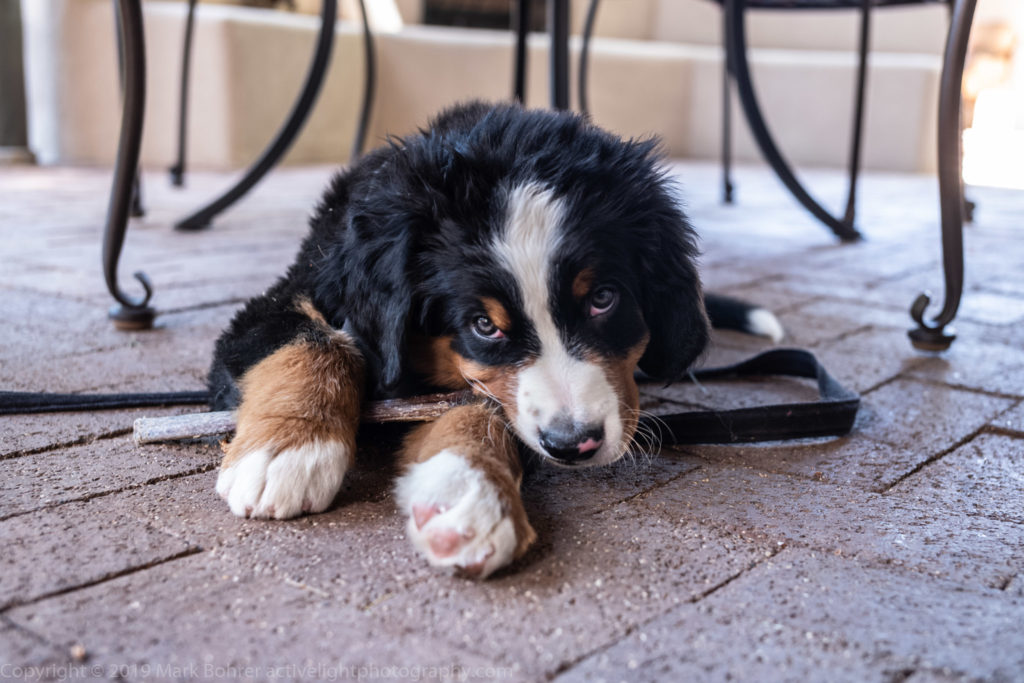 Chewing that bully stick