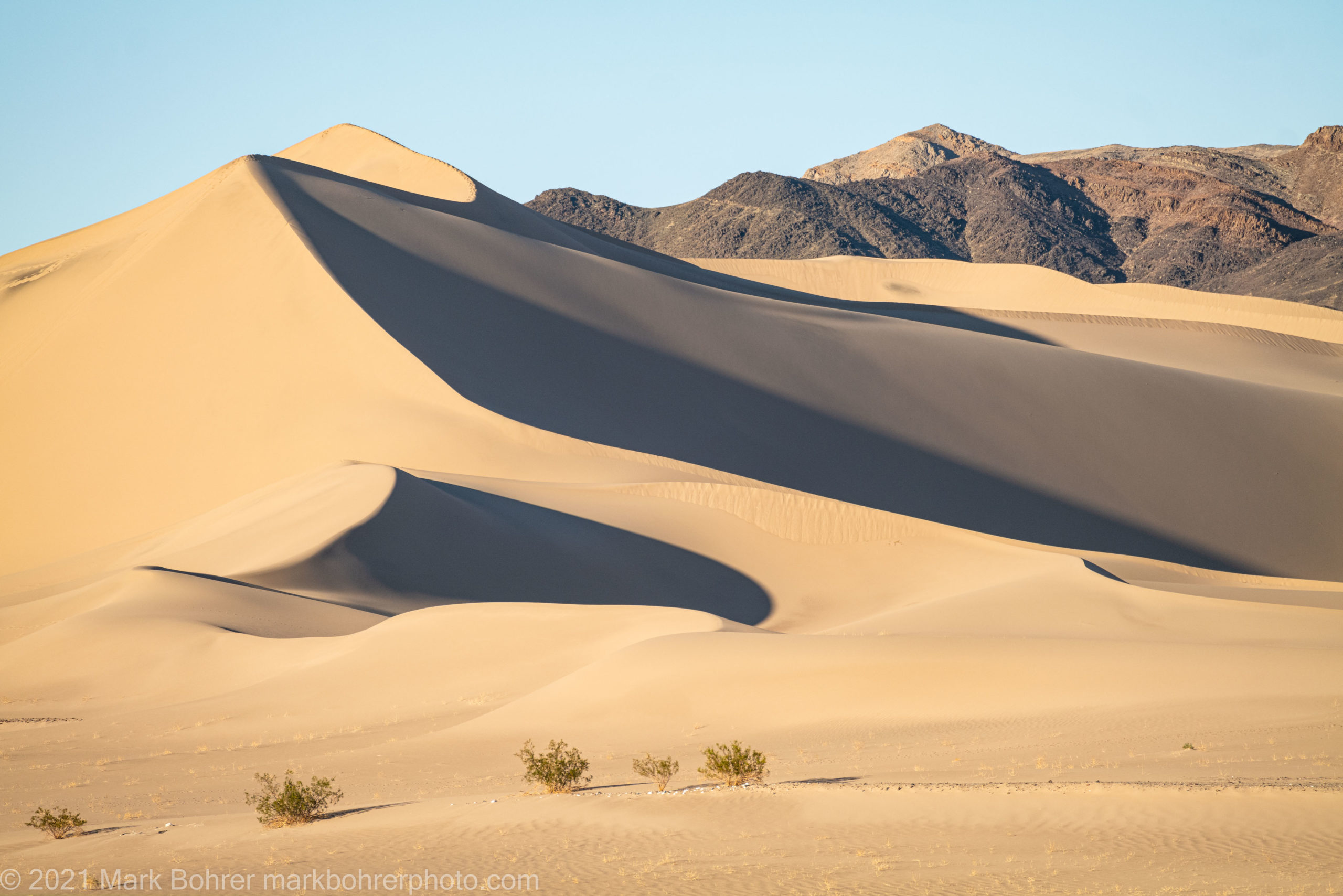 Plants and dunes - Ibex Dunes, Death Valley
