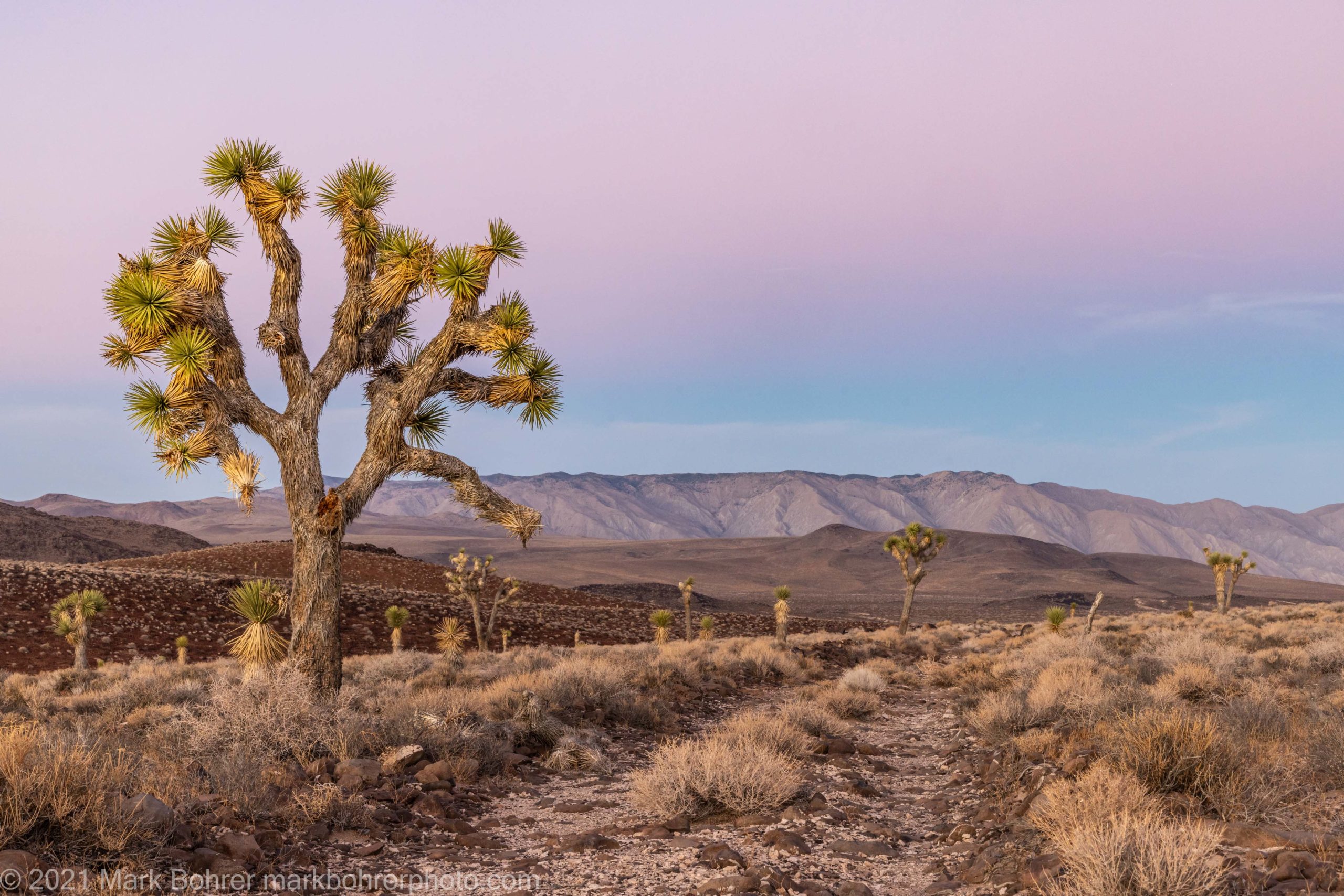 Joshua tree and pink sky, Death Valley